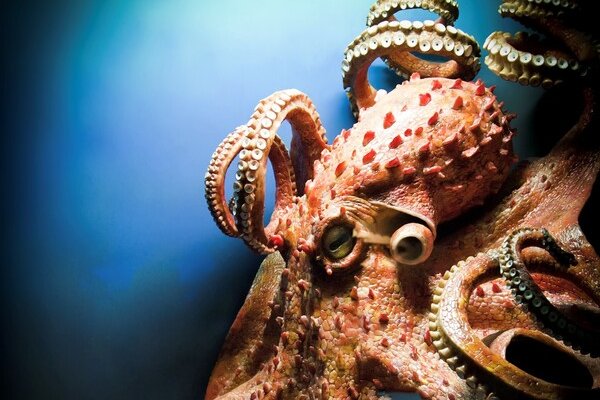 Kraken магазин интернет