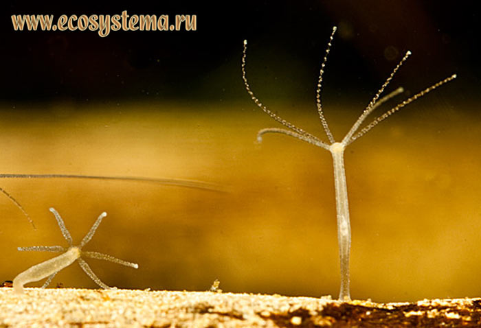 Kraken смылка